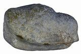 Fossil Whale Ear Bone - Miocene #177758-1